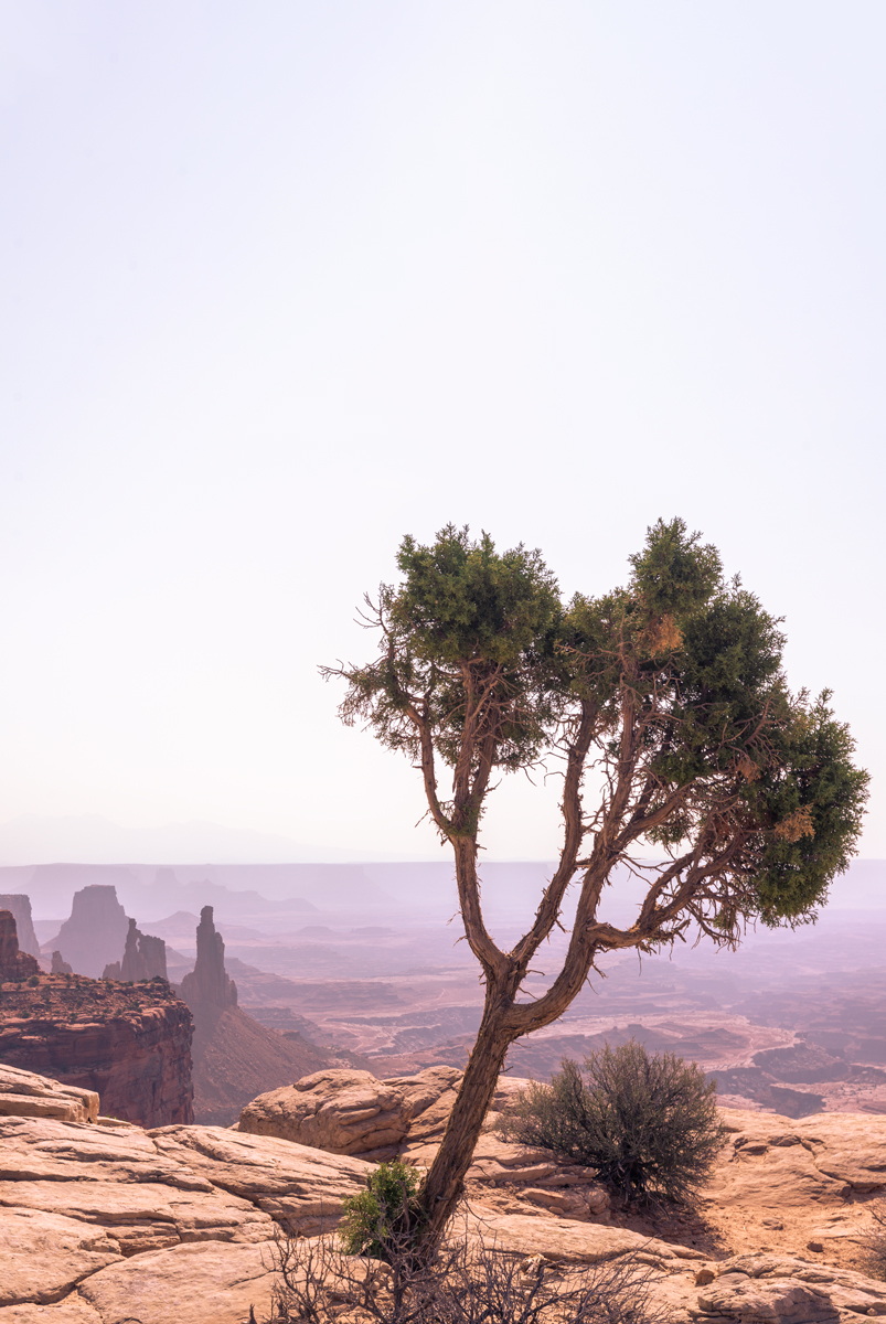 Lone Tree near Mesa Arch